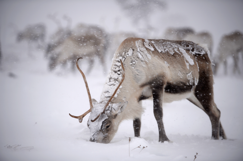 Not Rudolph.